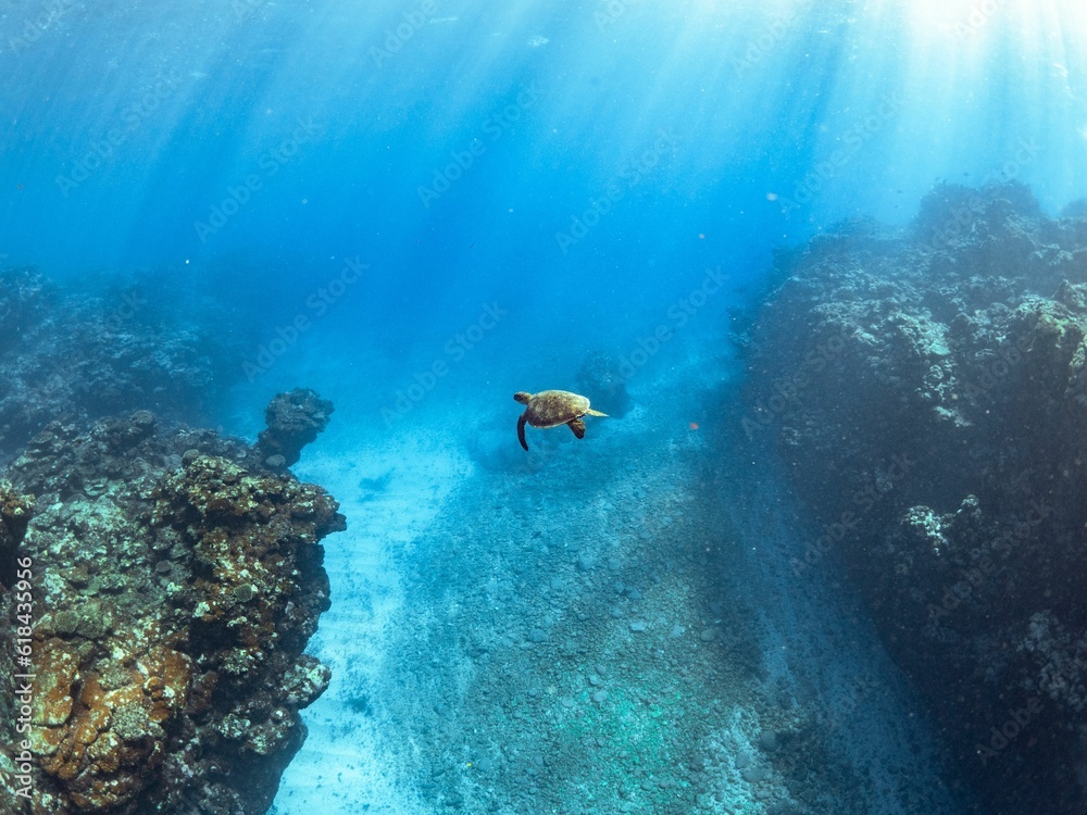a turtle swimming over an ocean floor with the sun beams shining from behind a turtle swimming over an ocean floor with the sun beams shining from behind