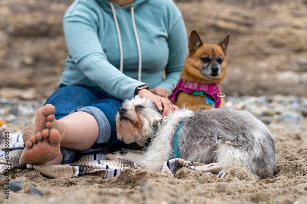 Woman with her dogs resting on the sandy beach.