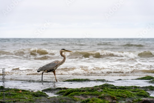 Great blue heron walking along the shore. Arroyo Burro Beach  California.