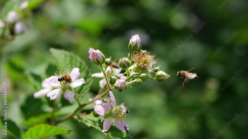 Bees sit on white flowers and collect honey, nectar and pollen. A blackberry bush bloomed in the spring. Bees sit on white flowers and collect honey, nectar and pollen. A blackberry bush bloomed in the spring.