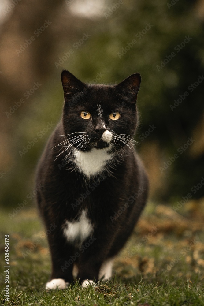 Close-up of black Bicolor cat in the grassy field Close-up of black Bicolor cat in the grassy field