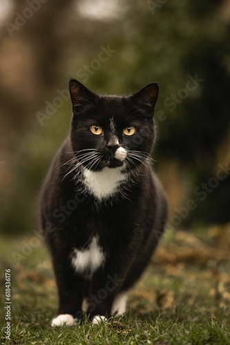 Close-up of black Bicolor cat in the grassy field