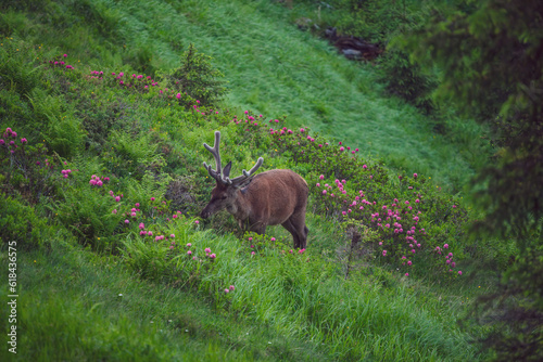 a grazing red deer stag  cervus elaphus with velvet antlers on a mountain meadow with the blooming alpine roses at a summer evening