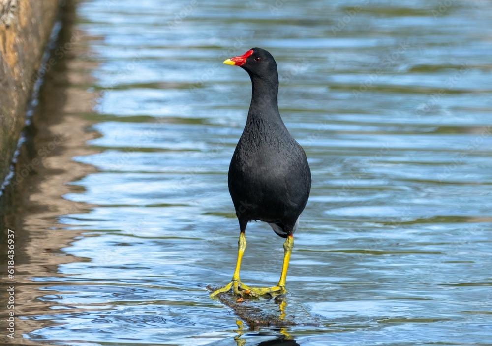 Moorhen bird foraging for food in the water on a sunny day Moorhen bird foraging for food in the water on a sunny day