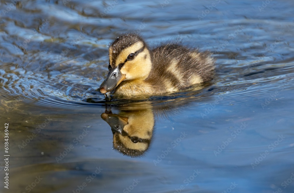 a small duck swimming in the water with its reflection on it a small duck swimming in the water with its reflection on it