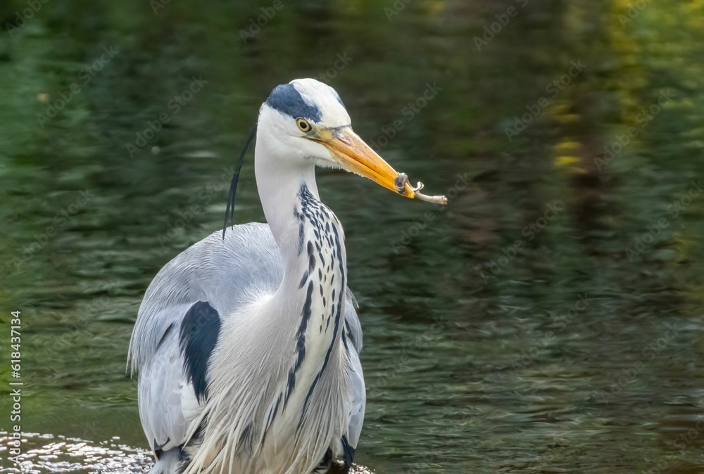 Majestic Large grey heron bird perched on a rock at the shore of a tranquil lake Majestic Large grey heron bird perched on a rock at the shore of a tranquil lake