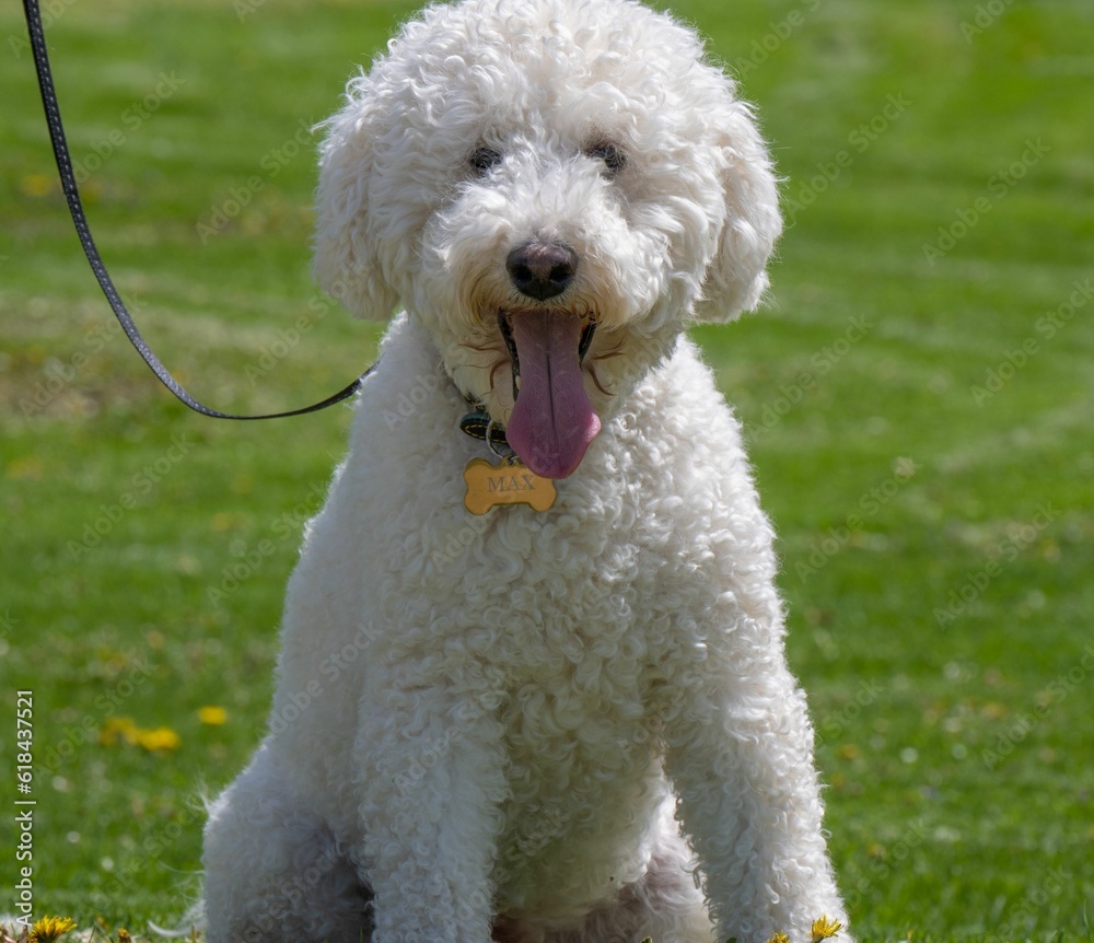 White Poodle with tongue out looking at camera White Poodle with tongue out looking at camera