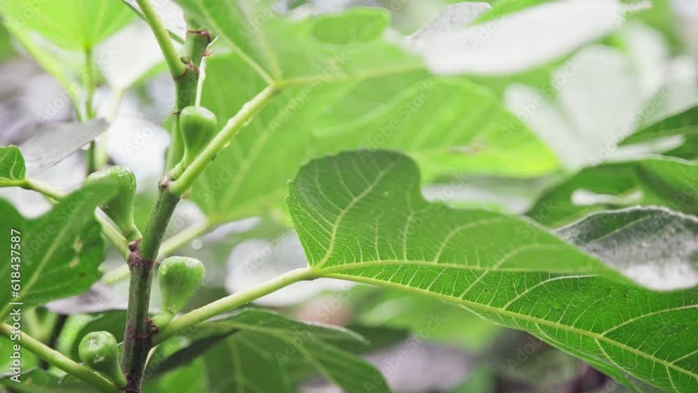 Close-up static shot of a fig tree branch with young fruits after rain. Close-up static shot of a fig tree branch with young fruits after rain.