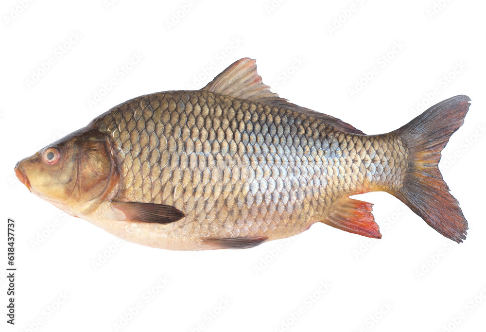 Fototapeta premium Fish carp isolated 