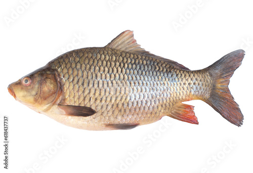 Fish carp isolated 