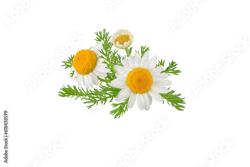 Obraz na płótnie Chamomile flowers, buds and leaves bunch isolated transparent png