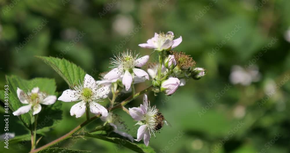Bees sit on white flowers and collect honey, nectar and pollen. A blackberry bush bloomed in the spring. Bees sit on white flowers and collect honey, nectar and pollen. A blackberry bush bloomed in the spring.