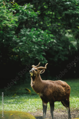 Canvas Print A portrait of sitatunga antelope in zoo forest