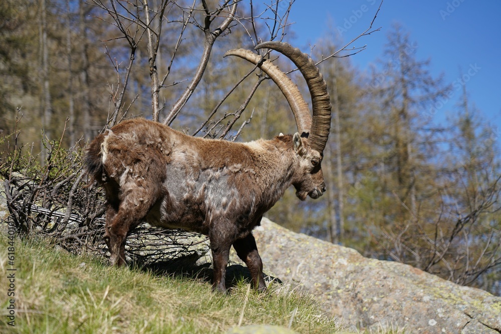 wild alpine capra ibex grazing in the mountain (italian alps). pian della mussa natural park, balme