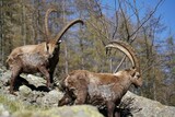 Alpine Capra ibex grazing in the mountain in the Gran Paradiso National Park.