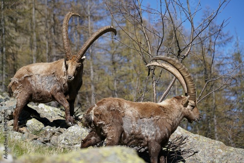 Alpine Capra ibex grazing in the mountain in the Gran Paradiso National Park.