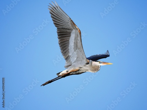 Majestic great blue heron (Ardea herodias) bird soaring in the sky with its wings fully outstretched