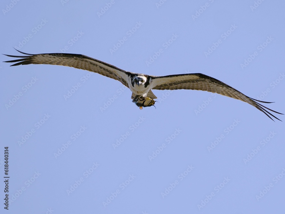 an ospreeta eagle soars in the blue sky an ospreeta eagle soars in the blue sky