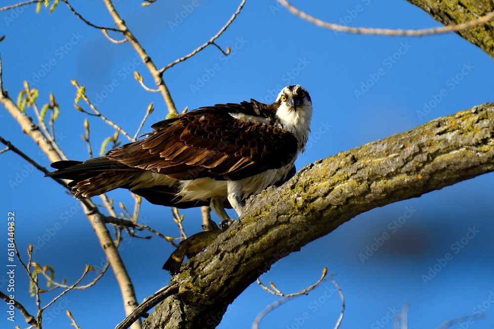 Majestic osprey (Pandion haliaetus) perched atop a tree branch, surveying its surroundings Majestic osprey (Pandion haliaetus) perched atop a tree branch, surveying its surroundings