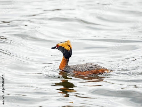 Red-necked grebe (Podiceps auritus) swimming in a pond