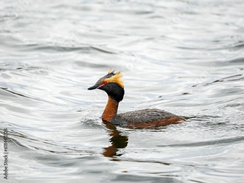 Red-necked grebe (Podiceps auritus) swimming in a pond
