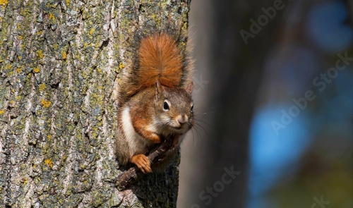 Close-up of a squirrel perched on a tree trunk