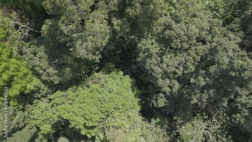 Wallpaper Mural Top view of a forest full of trees with green foliage on a sunny day Torontodigital.ca