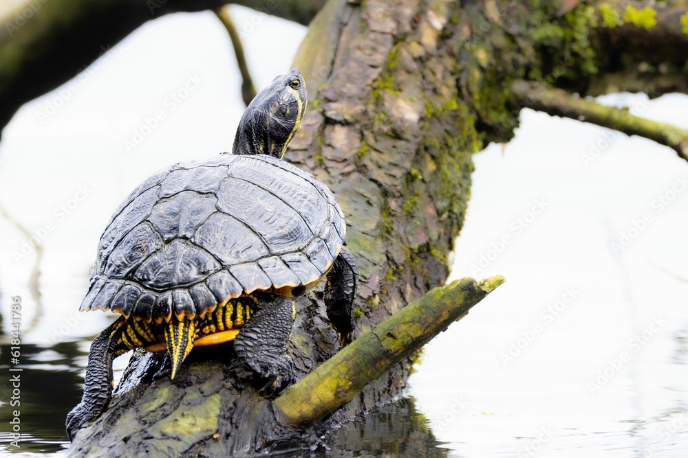 Aquatic reptile perched atop a log in a lake Aquatic reptile perched atop a log in a lake