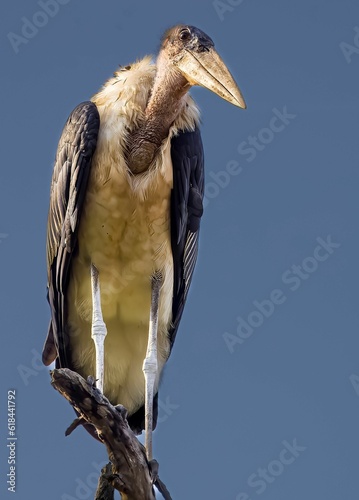 Valokuva Vertical shot of a Lesser adjutant perched on a tree branch
