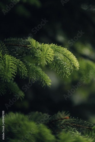 Close-up shot of a lush evergreen tree  with full foliage and vibrant green leaves.
