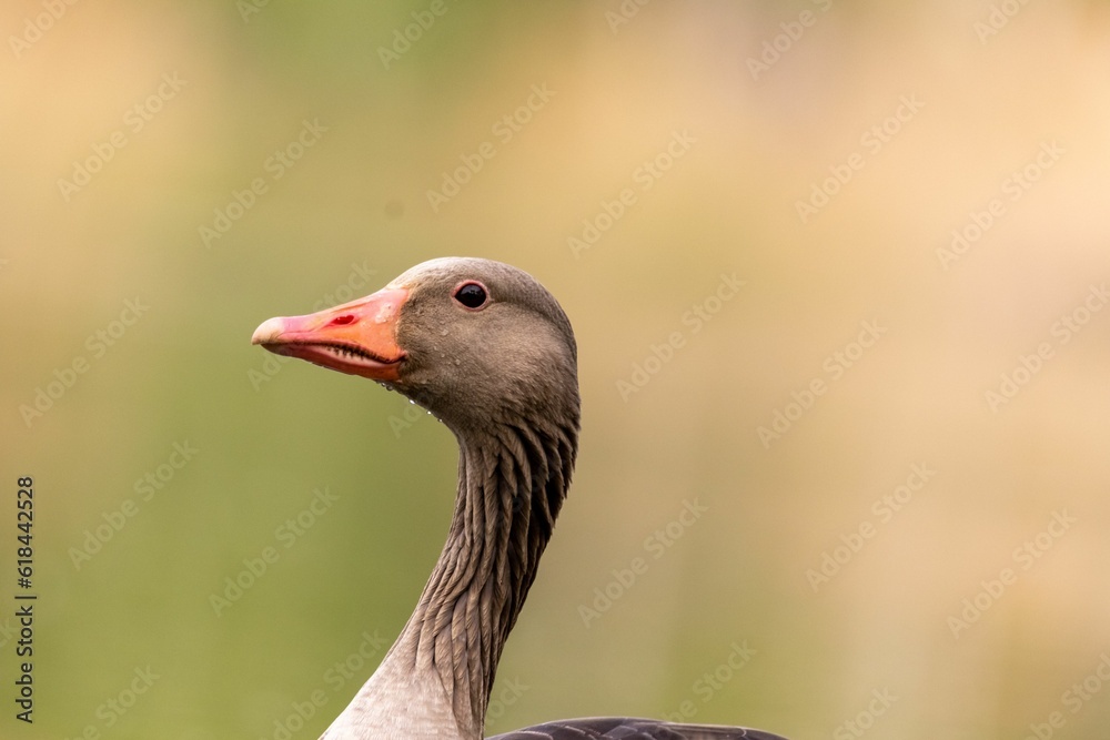 Goose perched atop a grassy meadow, surrounded by lush greenery. Goose perched atop a grassy meadow, surrounded by lush greenery.