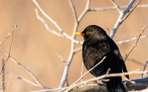 Close-up shot of a black bird perched on a thin, leafless tree branch.