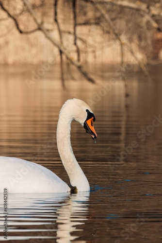 Majestic white swan gliding across a tranquil lake.
