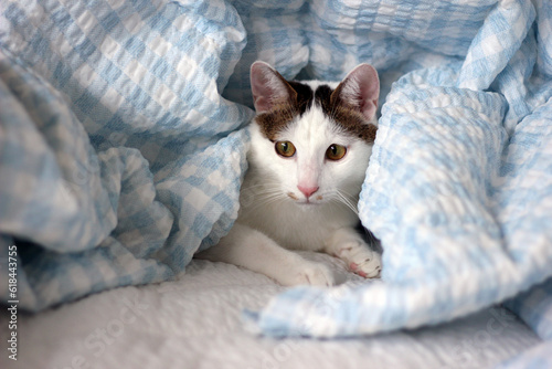 Obraz na plátně Daily concept of Japanese Bobtail cat living at home