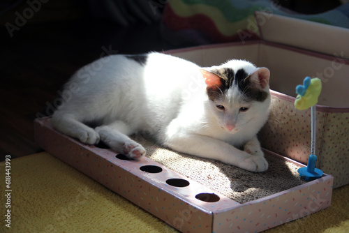 Принти на полотні Daily concept of Japanese Bobtail cat living at home
