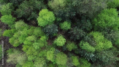 Aerial view over green treetops in a forest photo