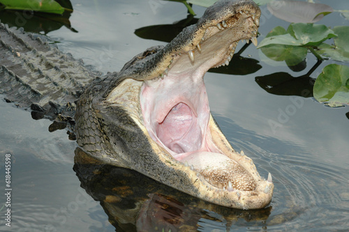 Aligator in South Carolina