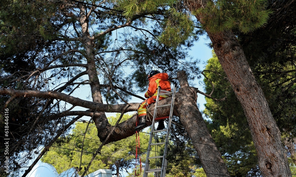 Naklejka premium Fireman sitting on a large tree trunk