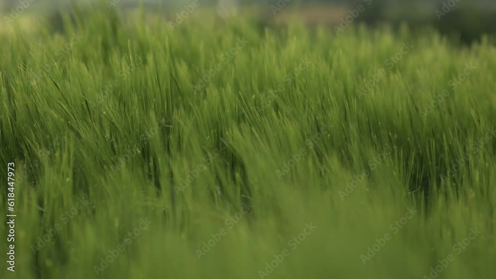 Selective focus of vibrating green wheat sparkles in the field with blur background Selective focus of vibrating green wheat sparkles in the field with blur background