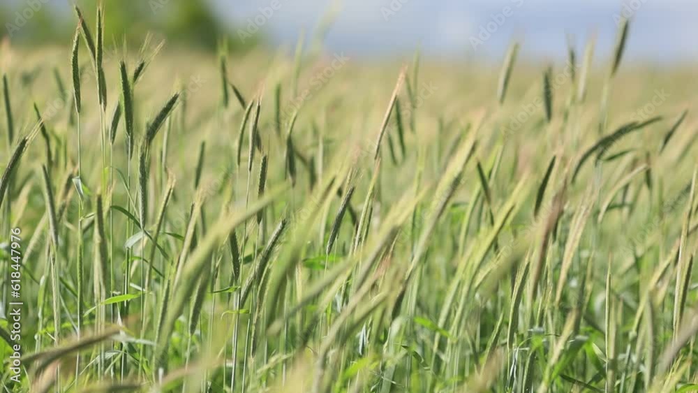 Selective focus of vibrating green wheat sparkles in the field Selective focus of vibrating green wheat sparkles in the field