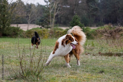 Photography two dogs playing in a grassy field near trees and bushes