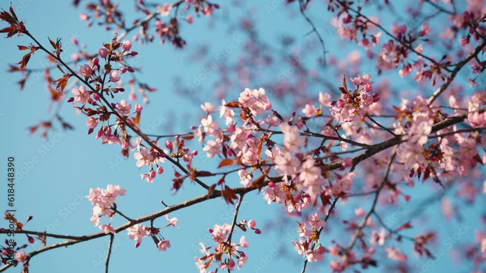 Beautiful pink blooming cherry tree against the sunny blue sky Beautiful pink blooming cherry tree against the sunny blue sky