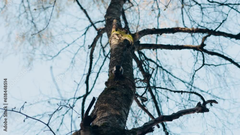 Great spotted woodpecker (Dendrocopos major) pecking at the tree trunk in the forest