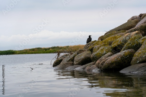 Cormorant perched on the mossy rocks on the lakeside. Romo, Denmark.