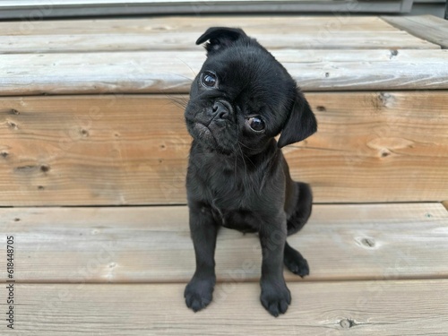 a black pug sitting on a deck with a sad look on his face photo