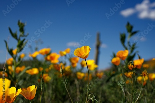 Vibrant landscape of a field of wild poppies in full bloom in Arizona's stunning desert scenery