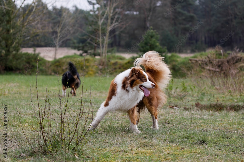 Two happy Australian Shepherd dogs running in a grassy field playing together Two happy Australian Shepherd dogs running in a grassy field playing together