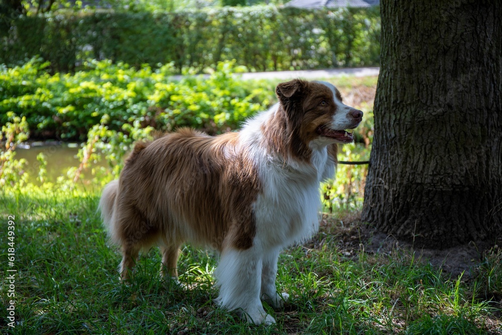 Adorable Australian Shepherd dog standing in a park Adorable Australian Shepherd dog standing in a park