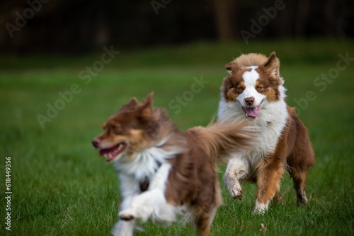 Two happy Australian Shepherd dogs running in a grassy field playing together