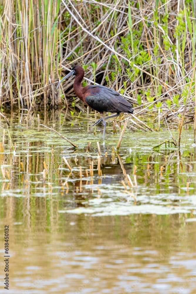 Ibis bird walking in lake water Ibis bird walking in lake water